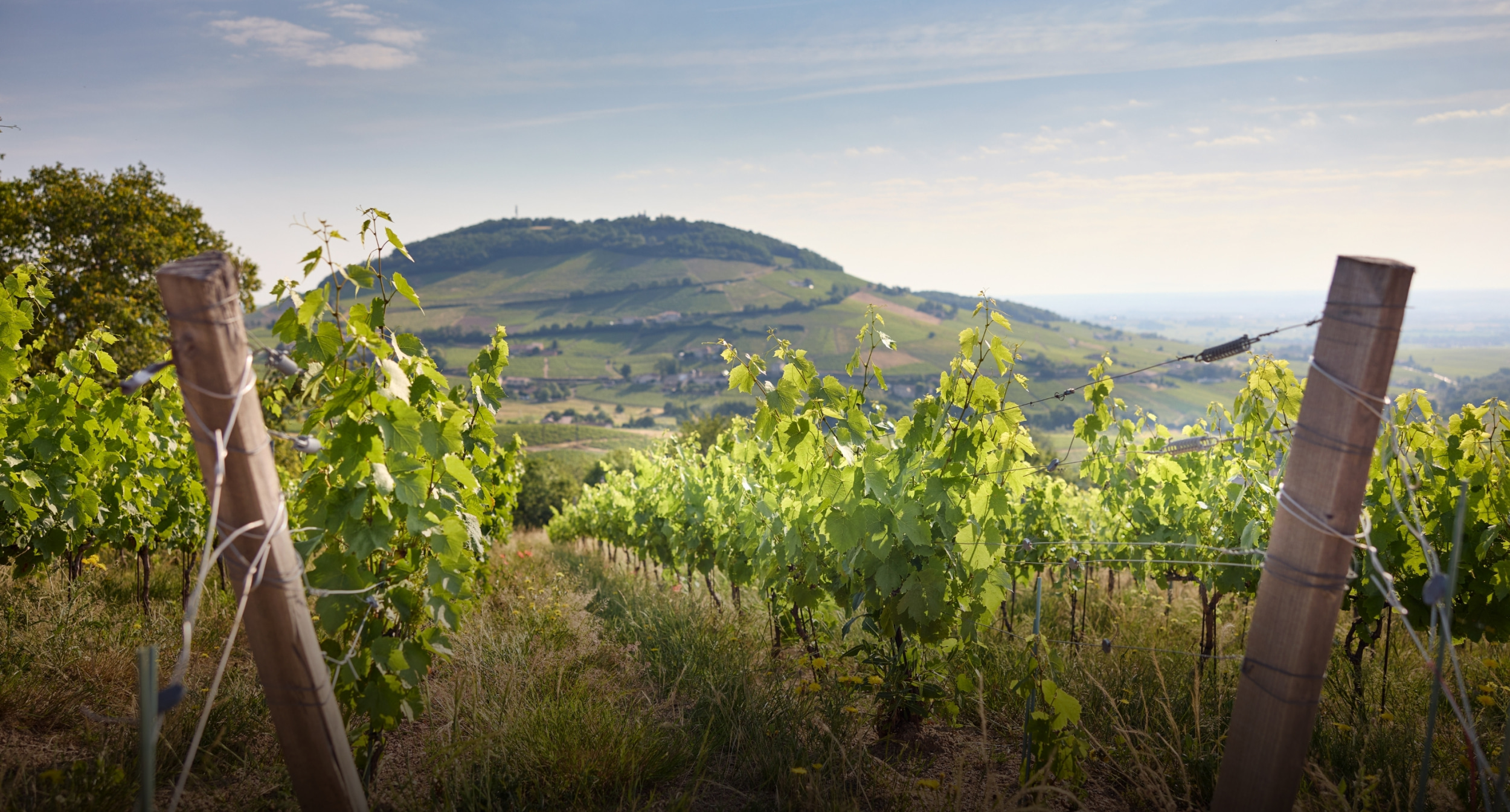 <h2>Vignoble &</h2><h1>Savoir-faire</h1>