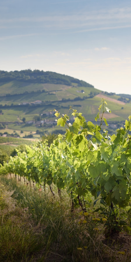 Vignoble &Savoir-faire