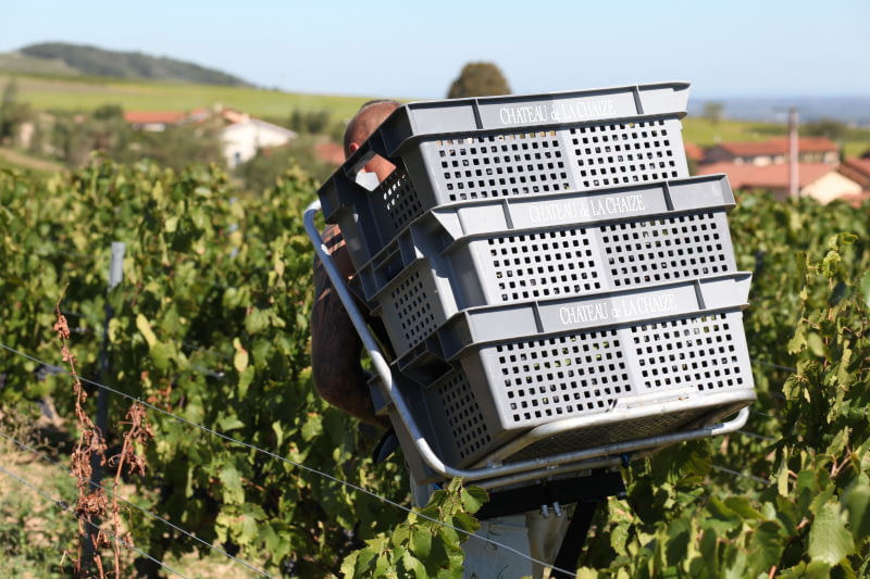 Millésime 2019 
Retour aux sources