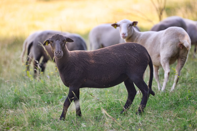 Bienvenue à nos nouvelles brebis au Domaine
