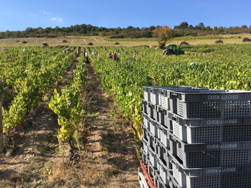 Les vendanges 2018 au Château de La Chaize
