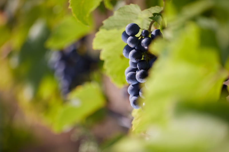 Notre premier millésime BIO