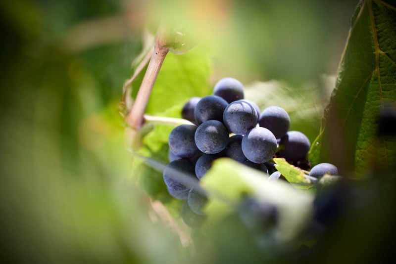 2023 Un millésime solaire et généreux