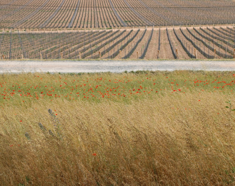 L'ambition d'un projet environnemental, 
obtention de la certification HVE