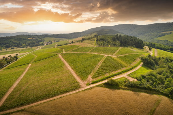 Approche parcellaire - ici sur nos vignes du lieu-dit "Vers les Pins" en appellation Brouilly ©Serge Chapuis Approche parcellaire - ici sur nos vignes du lieu-dit "Vers les Pins" en appellation Brouilly ©Serge Chapuis