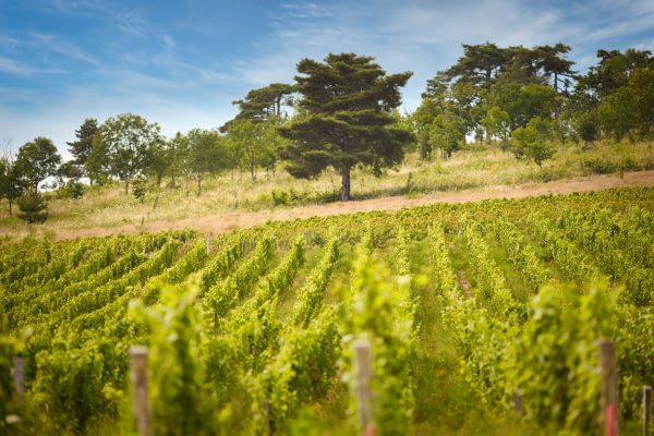 Un domaine viticole historique de la région où cohabitent vignes, forêts, prés et landes ©Serge Chapuis Un domaine viticole historique de la région où cohabitent vignes, forêts, prés et landes ©Serge Chapuis