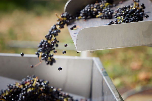 Tri de nos vendanges ©Serge Chapuis Tri de nos vendanges ©Serge Chapuis