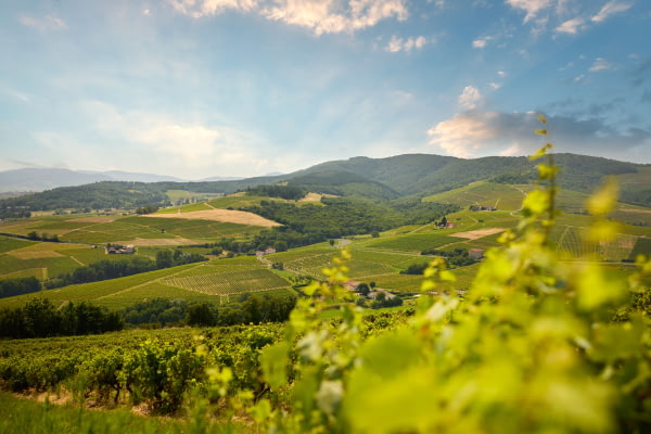 Les vallées du Beaujolais vues de nos parcelles ©Serge Chapuis Les vallées du Beaujolais vues de nos parcelles ©Serge Chapuis