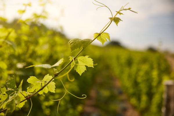 Nos vignes en croissance pour les premiers crus de demain ©Serge Chapuis Nos vignes en croissance pour les premiers crus de demain ©Serge Chapuis
