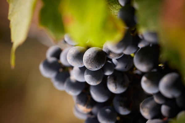 Baies de Gamay ©Serge Chapuis Baies de Gamay ©Serge Chapuis