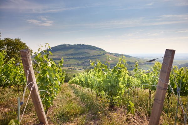 Nos vignes face au Mont Brouilly ©Serge Chapuis Nos vignes face au Mont Brouilly ©Serge Chapuis