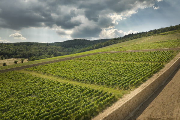 Vignes du meilleur gamay du Chateau de La Chaize ©Serge Chapuis Vignes du meilleur gamay du Chateau de La Chaize ©Serge Chapuis